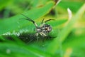 Garden Spider