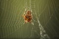 Garden spider Araneus diadematus in the middle of its web. A spider on a web against a background of lush green plants Royalty Free Stock Photo