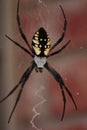 Garden Spider Black and Yellow Royalty Free Stock Photo