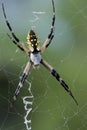 Garden Spider (Black & Yellow) Royalty Free Stock Photo