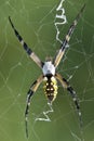 Garden Spider (Black & Yellow) Royalty Free Stock Photo