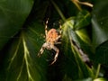 A garden spider building a web