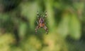 Garden spider in center of web