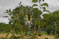 Garden spider Royalty Free Stock Photo