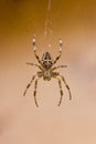 Garden spider in cobweb in fall