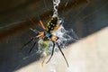 A Garden Spider Consumes A Grasshopper Royalty Free Stock Photo