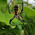 Garden spider