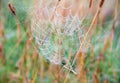 Garden spider, Irish wild life, Ireland Royalty Free Stock Photo