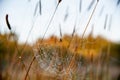 Garden spider, Irish wild life, Ireland Royalty Free Stock Photo