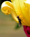 Death on a yellow Tulip Royalty Free Stock Photo
