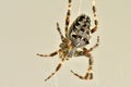 A garden spider in its web in a macro Royalty Free Stock Photo