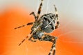 A garden spider in its web in a macro Royalty Free Stock Photo