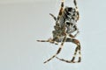 A garden spider in its web in a macro Royalty Free Stock Photo