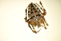 A garden spider in its web in a macro Royalty Free Stock Photo