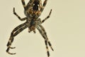 A garden spider in its web in a macro Royalty Free Stock Photo