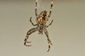 A garden spider in its web in a macro Royalty Free Stock Photo