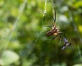 Garden Spider Loses Battle with Wasp Prey