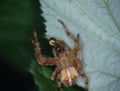 Garden spider lurks in the web