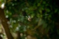 Cross orbweaver spider on a spiderweb