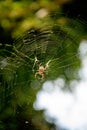 Cross orbweaver spider on a spiderweb