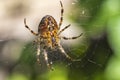 This garden spider is waiting patiently for fresh prey in its web