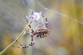garden-spider weaves a sticky thin web Royalty Free Stock Photo