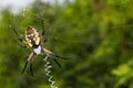 Garden spider on a web Royalty Free Stock Photo