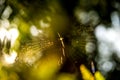 Garden spider web with blurred background Royalty Free Stock Photo