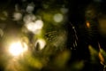 Garden spider web in a forest Royalty Free Stock Photo