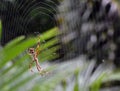 Garden Spider Web Builder Closeup after rain Royalty Free Stock Photo