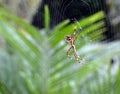 Garden Spider Web Builder Closeup after rain Royalty Free Stock Photo