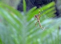 Garden Spider Web Builder Closeup after rain Royalty Free Stock Photo