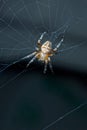 Garden spider in web