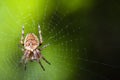 Garden Spider Web Macro