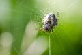 Garden Spider Web Macro Royalty Free Stock Photo