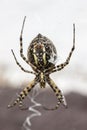 Garden Spider Yellow and Black Royalty Free Stock Photo