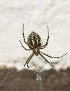 Garden Spider Yellow and Black