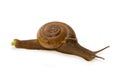 Garden spiral snail on green leaf