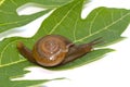 Garden spiral snail on green leaf Royalty Free Stock Photo