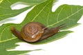 Garden spiral snail on green leaf