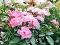 Garden spray pink roses with bright buds. Decoration and design of city streets, flower beds, lawns. Royalty Free Stock Photo