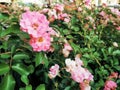 Garden spray pink roses with bright buds. Decoration and design of city streets, flower beds, lawns. Royalty Free Stock Photo