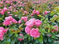 Garden spray pink roses a lot. Close-up Royalty Free Stock Photo