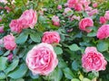 Garden spray pink roses a lot. Close-up