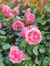 Garden spray pink roses a lot. Close up, lifestyle. Gardening metropolis concept.