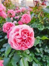 Garden spray pink roses a lot. Close up, lifestyle. Gardening metropolis concept. Royalty Free Stock Photo
