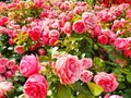 Garden spray pink roses a lot. Plantation of peony garden English roses