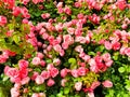 Garden spray pink roses a lot. Plantation of peony garden English roses. Gardening metropolis concept Royalty Free Stock Photo