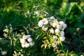 Garden spray white roses a lot. Close up of peony garden English roses, white rose bush, round buds