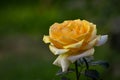 Close-up of a Beautiful Yellow Rose in Nature Royalty Free Stock Photo